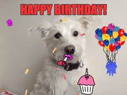 Splash, confetti, pop, happy birthday gif, gifs, birthday gif. Happy Birthday Animated Gif Giraffe Novocom Top