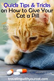 Quick Tips Tricks On How To Give Your Cat A Pill Cats Cat Training Cat Care