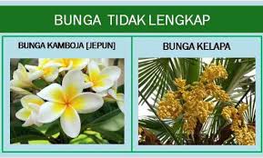 Pengertian bunga bangsa adalah sosok yang gugur / wafat dalam sebuah perjuangan membela kepentingan negara dan tanah air. Pengertian Bunga Sempurna Dan Tidak Lengkap Ilmu Pertanian