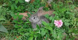 Maybe you would like to learn more about one of these? Keeping Animals Out Of The Garden Gardening Channel