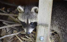 Under areas where soffit has been ripped off underneath porches/patios What To Do If A Raccoon Is Living Under A Deck Animal Control Specialists