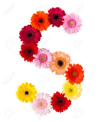You can express your hidden feelings through. Flower Letter S On White Background Made Of Gerbera Flowers Stock Photo Picture And Royalty Free Image Image 28601527