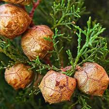 Image result for Cupressus sempervirens