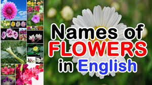 Red carnation lively love, admiration. Names Of Flowers In English Types Of Flowers Youtube