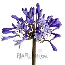 Lily Of The Nile Agapanthus Flowers Fiftyflowers Com Calla Lily Flowers Wholesale Flowers Cheap Wedding Flowers