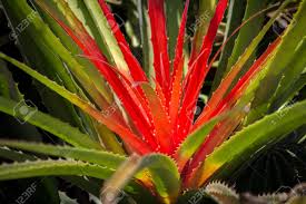 Wave, waves, beach, sun, summer, tan, wavy, good vibes, vibes, yes, tan lines, burn, sunscreen, ocean sun, psychedelic, yellow, green, blue, purple, pink, face, groovy, wavy, bright, colorful cactus, honeydew, ink, butterfly, cacti, wavy, color, sun, plants. Brilliant Fluorescent Red Yellow And Green Cactus Plant Stock Photo Picture And Royalty Free Image Image 89339091
