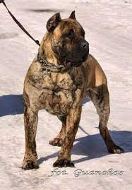 presa canario danua kopek evcil hayvanlar