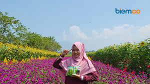 Peristiwa itu terjadi di kawasan ancol, jakarta utara, pada senin (28/6) kemarin. Foto Indahnya Warna Warni Bunga Di Kampung Jambu Biem Co