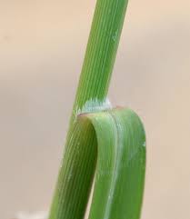 Image result for Panicum