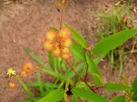 Image result for Triumfetta welwitschii