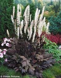 Synonymous with and formerly known as cimicifuga ramosa 'hillside black beauty'. Actaea Ramosa Hillside Black Beauty Shade Loving Perennials Shade Plants Shade Perennials