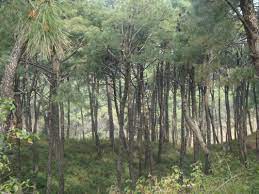 A state that without doubt deserves its millions of irrigation is essential in north carolina, where the valuable quantity of rainfall is not evenly distributed throughout the year by natural forces. North Carolina Fruit Trees For Sale Mehrabyan Nursery