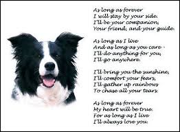 Pin By Sylvia Cook On Pets Collie Border Collie Dog Quotes