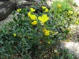 Image result for Oenothera indecora