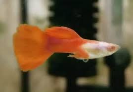 Albino Red Panda Fish Pet Albino Red Panda