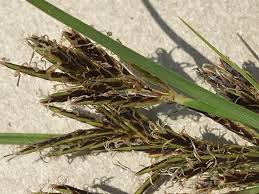 Image result for Cyperus rigidifolius