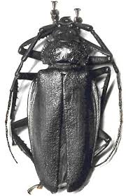 Image result for Enneapogon pretoriensis