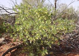 Image result for Geophila erythrocarpa