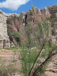 Image result for Tamarix pentandra