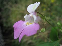 Image result for Impatiens psychadelphoides