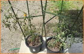 鉢植えの ミニトマト が枯れた 原因と対策は なぜ 枯れたのか検証してみた ずぼら主婦の家庭菜園ブログ