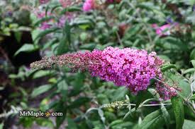 Image result for buddleia davidii