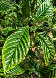 Image result for Psychotria vogeliana