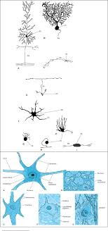 Functions of the brain stem. Afifi Bergman Functional Neuroanatomy Pdf Txt