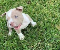These pups will be the thickest, widest, most muscular blue pitbulls you have ever seen. View Ad American Bully Litter Of Puppies For Sale Near North Carolina Cary Usa Adn 200728
