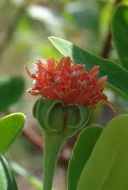 Image result for Gnidia