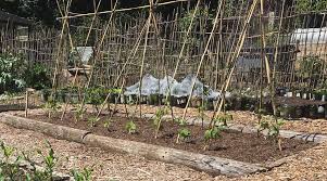 Check spelling or type a new query. A Windproof Bean Support Diary Of A Rocket Gardener
