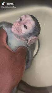15 Monke Ideas Pet Monkey Cute Baby Animals Baby Animals