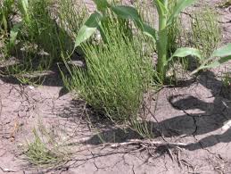 Image result for Equisetum