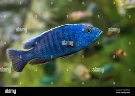 Image result for Triainolepis africana