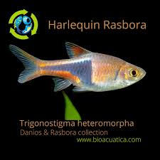 Image result for Heteromorpha