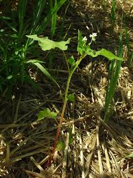 Image result for Fagopyrum esculentum