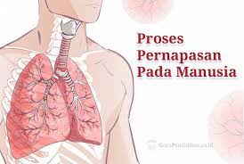 Zat makanan yang dioksidasi tersebut yaitu gula (glukosa). Pernapasan Pada Manusia Sistem Fungsi Proses Gangguan