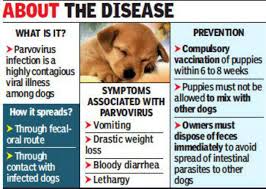 Veterinary Doctors Warn Of Viral Illness Outbreak Among Puppies Chennai News Times Of India