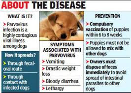 The following are signs your puppy has parvo. Veterinary Doctors Warn Of Viral Illness Outbreak Among Puppies Chennai News Times Of India