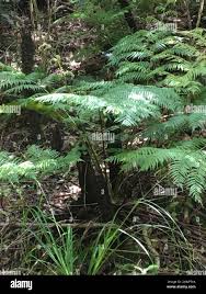 Image result for Cyathea capensis