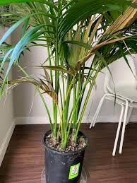Kentia Palm Browning Leaves And Yellowing Tips Gardening Landscaping Stack Exchange