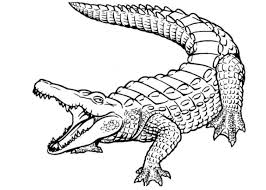 Bild Malvorlage Krokodil 5 Jpg 754 539 Malvorlagen Malvorlagen Tiere Ausmalbilder Schildkrote