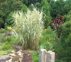 Sandy S Plants Where Perennials Come From Plants Outdoor Plants Perennials