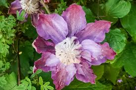 Клематис вивьен пеннелл (vyvyan pennell). Waldrebe Vyvyan Pennell Clematis Vyvyan Pennell Gunstig Online Kaufen