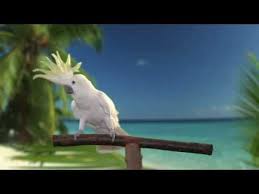 Snowball Tm In Taco Bell Commercial Funny Animal Pictures Pet Birds Animal Lover
