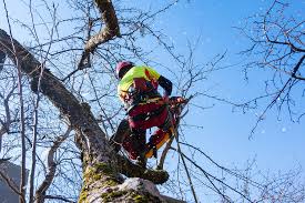 Check spelling or type a new query. Tree Trimming Cutting Cheap Tree Services Near Me Mobile Al