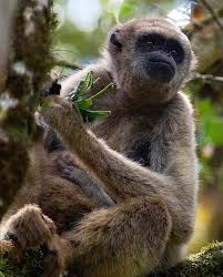 Image result for Micractis bojeri