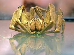 Die 10 giftigsten spinnen der welt. Giftige Spinne In Bananenkarton Entdeckt