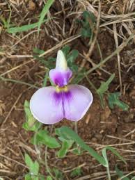 Image result for Vigna frutescens
