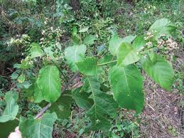 Image result for Cordia monoica